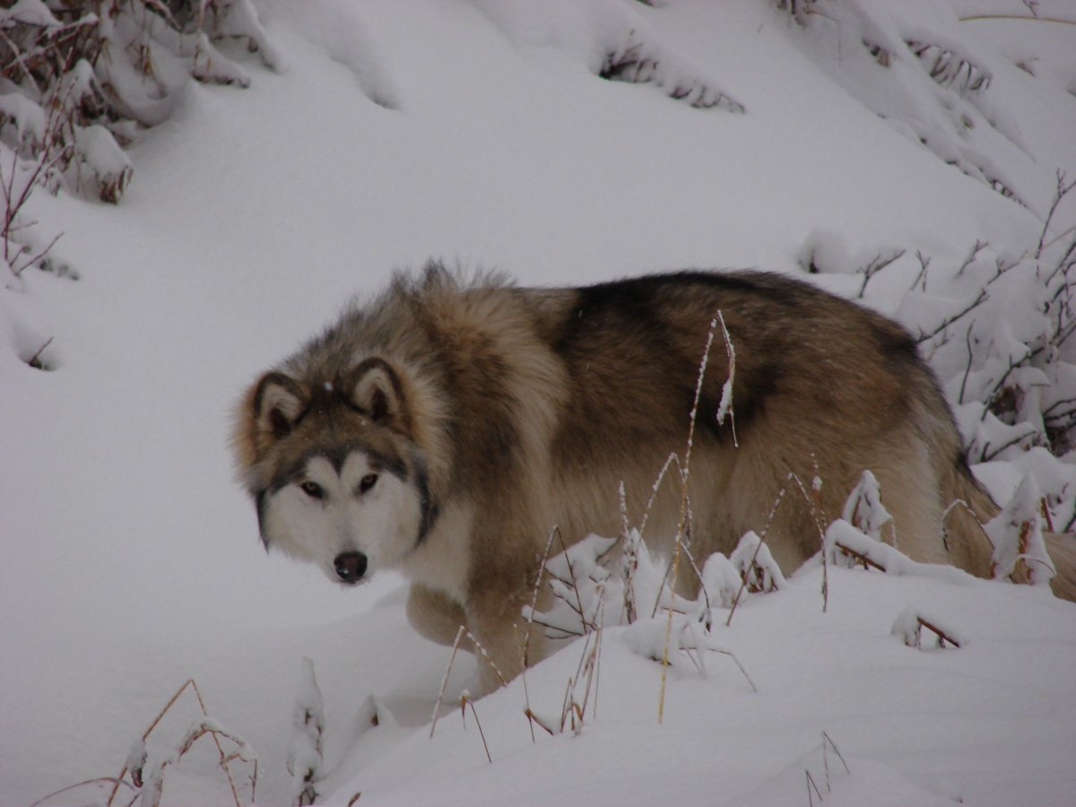 Маламут в спальне с тётей