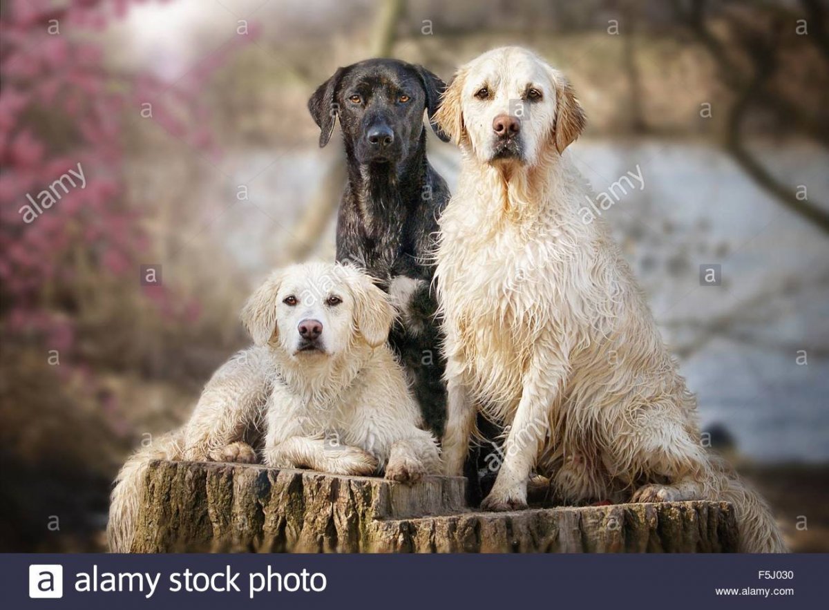 Собачья Дружба