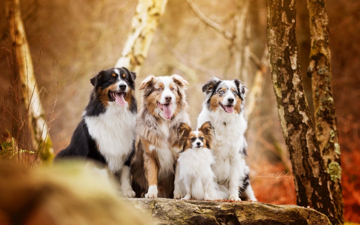 Папильон собака австралийская овчарка