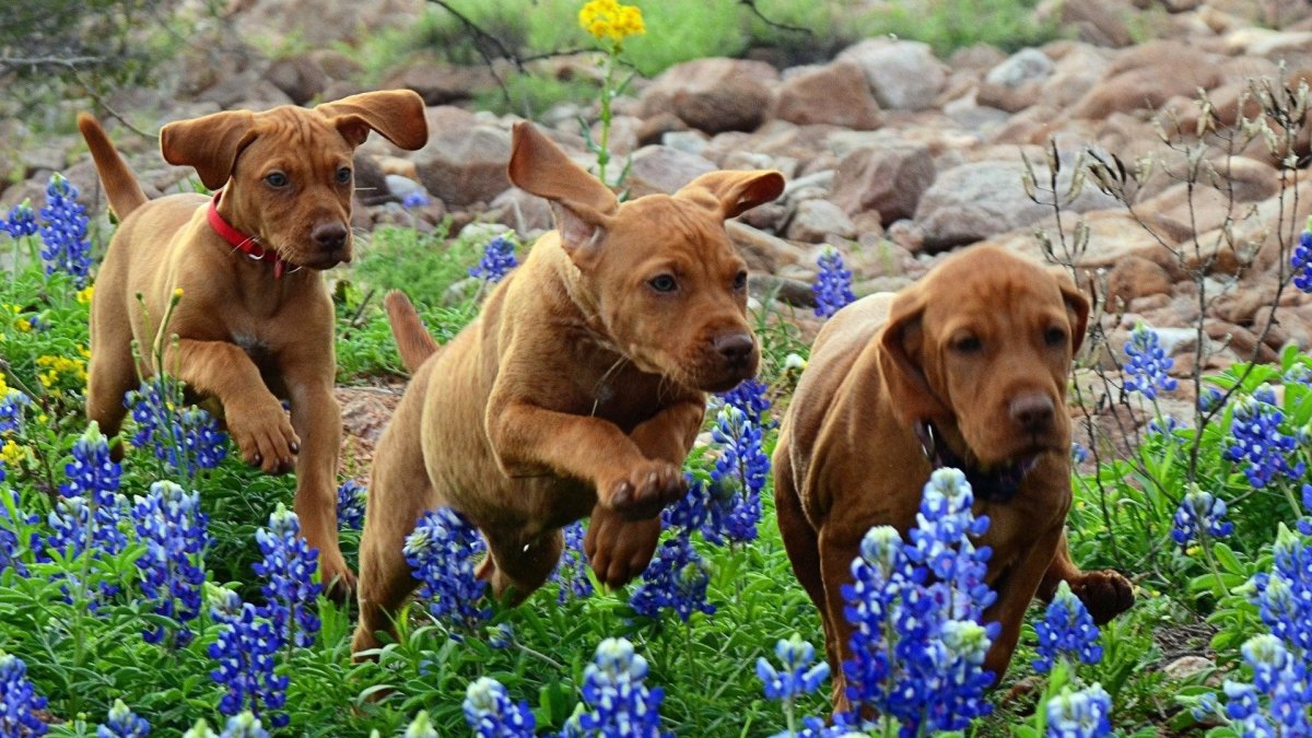 Много собак