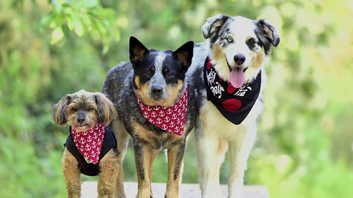 Разные собаки