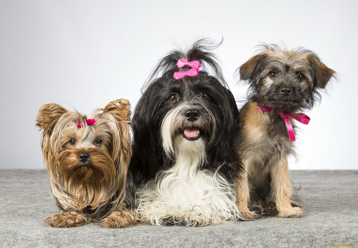 Гаванский Бишон и Йоркширский терьер