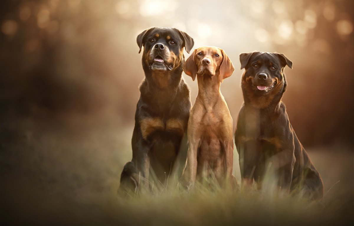 Венгерская выжла