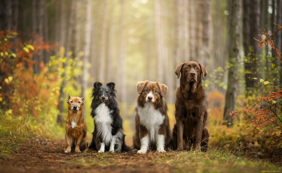 Стая породистых собак
