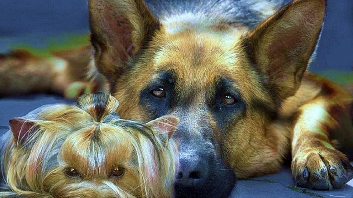 Овчарка терьер