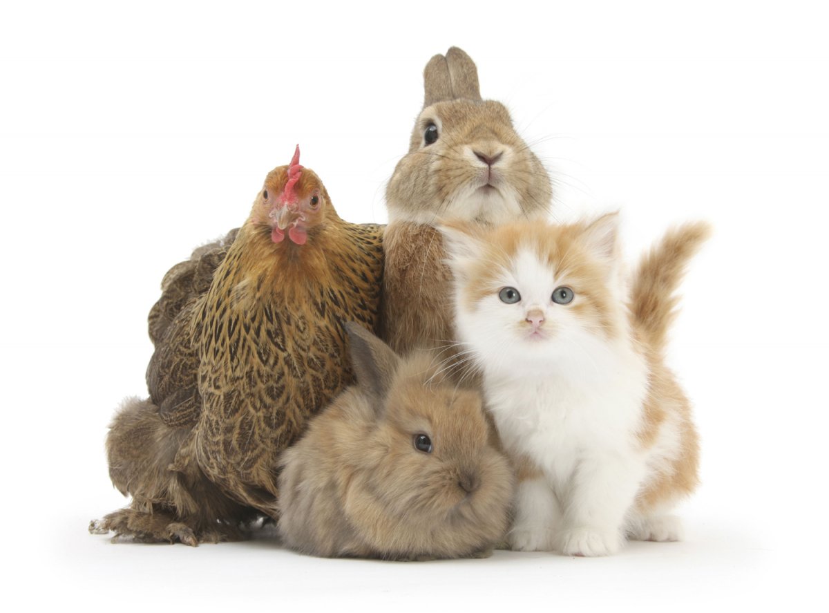 Домашние животные