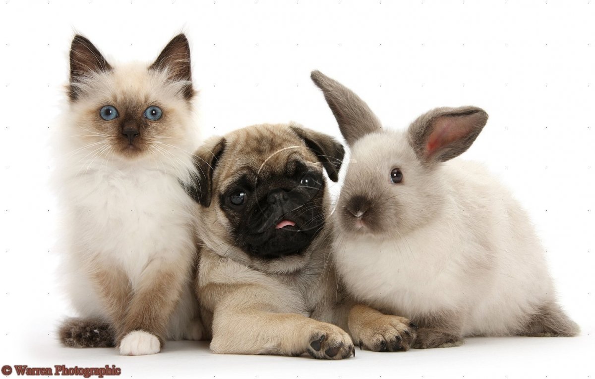 Сиамская собака