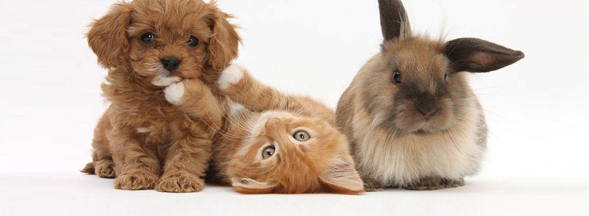 Кролики собачки котики