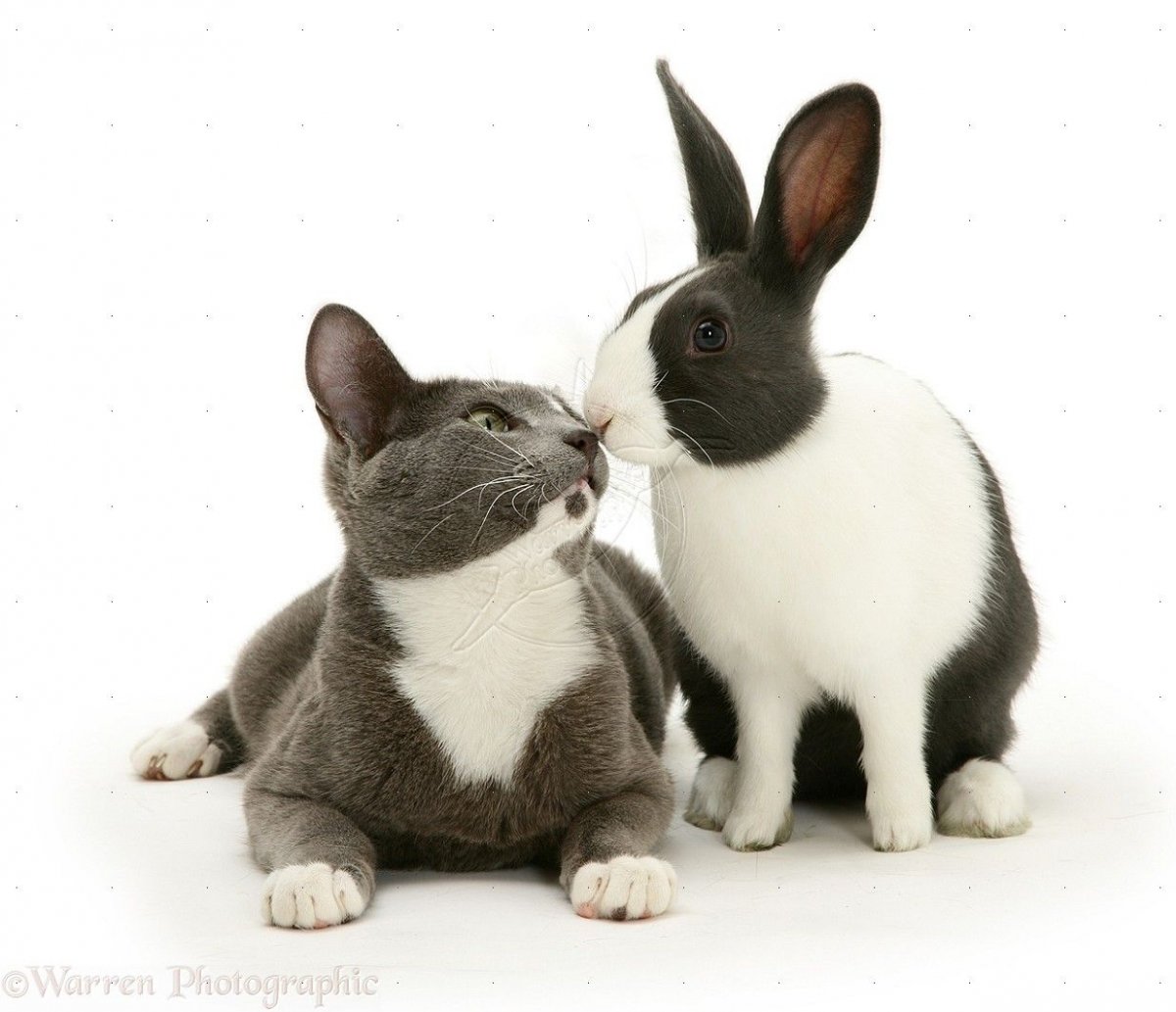 Кошки и собаки