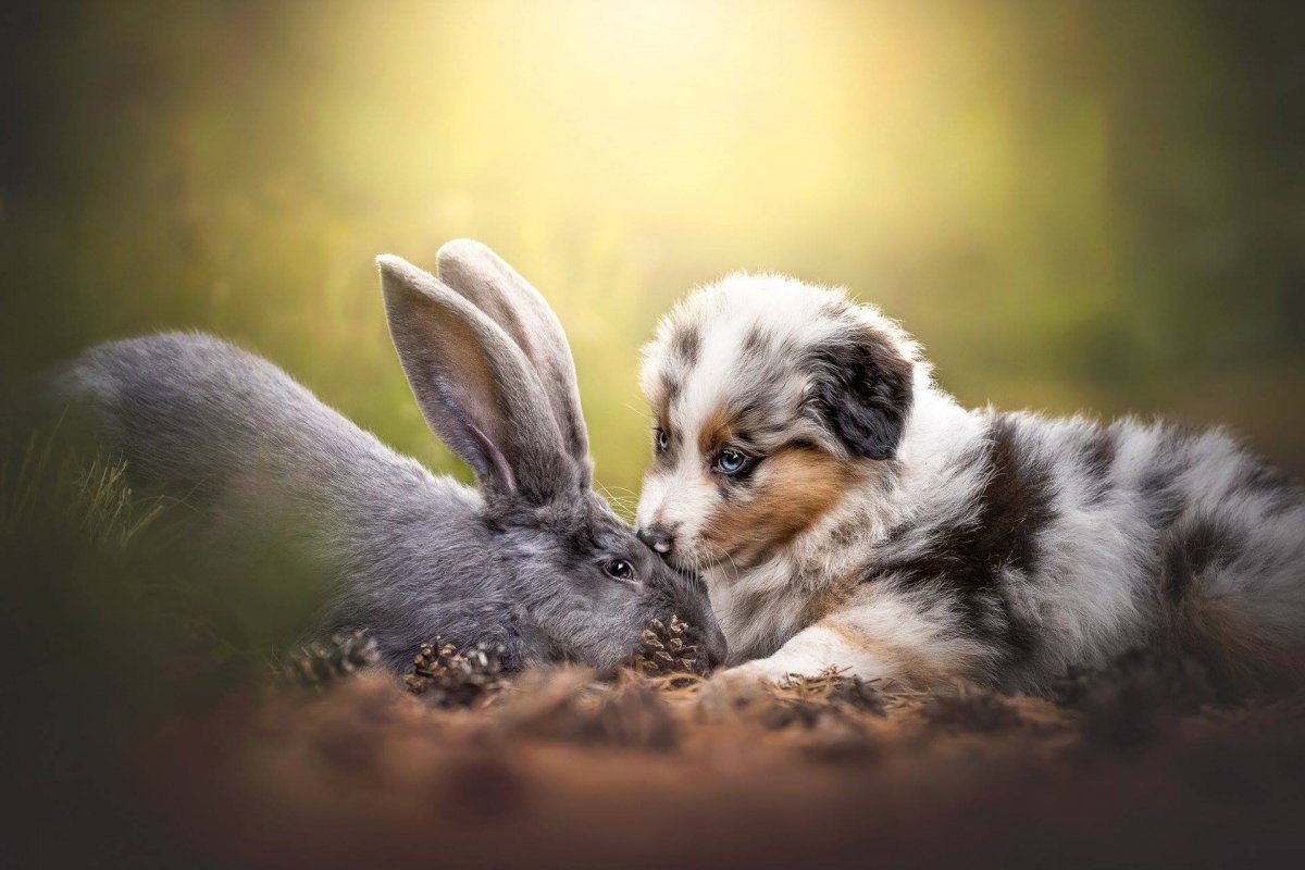 Собачка с кроликом