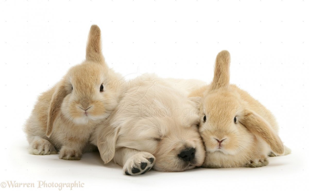 Щенок и зайчик