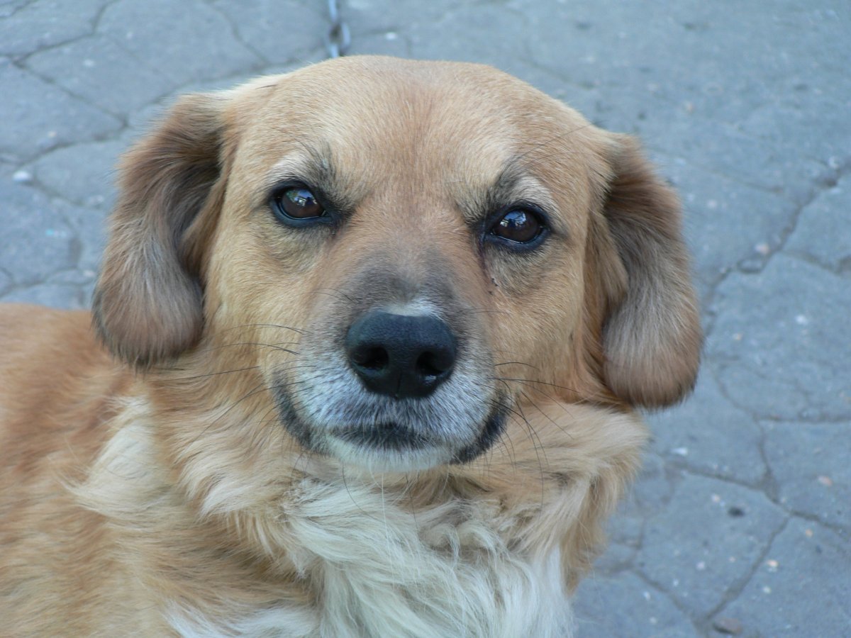 Ретривер с дворнягой