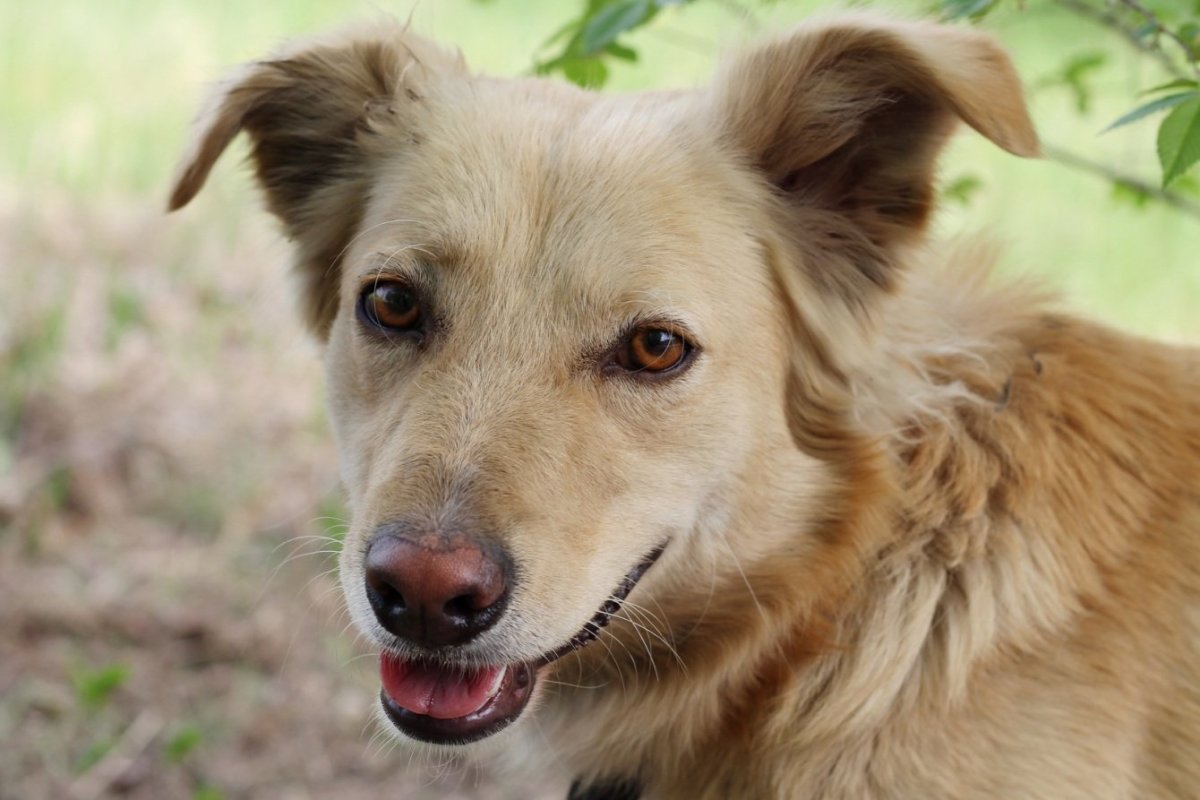 Дворняжка собака