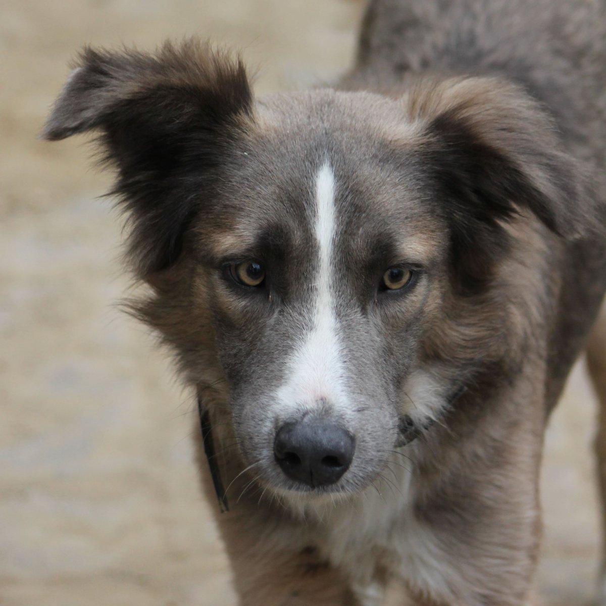 Бордер колли дворняжка