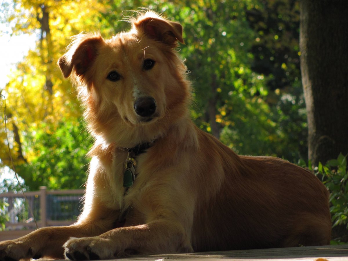 Бордер колли метис рыжий