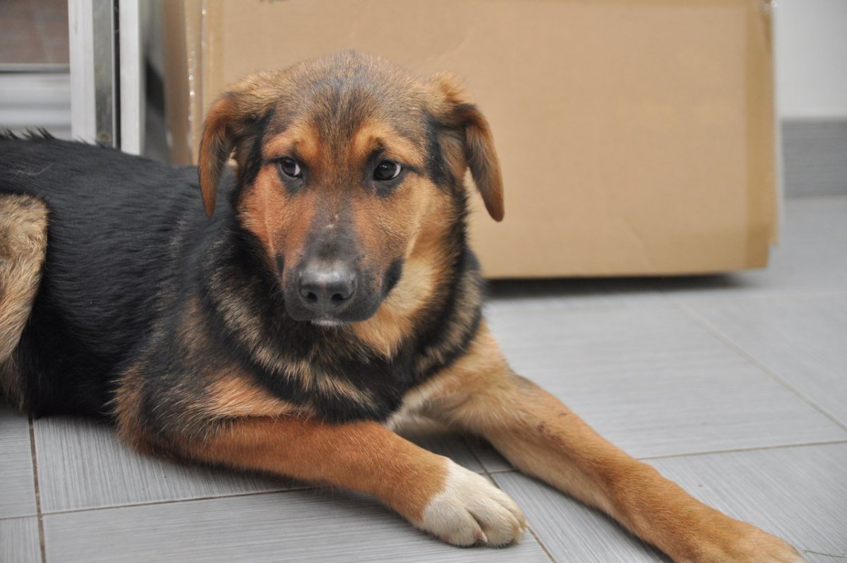 Двортерьер щенки