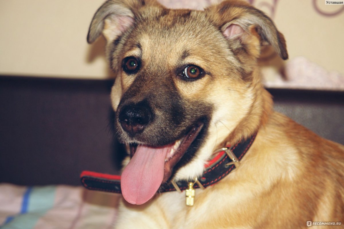 Дворняжка хвост