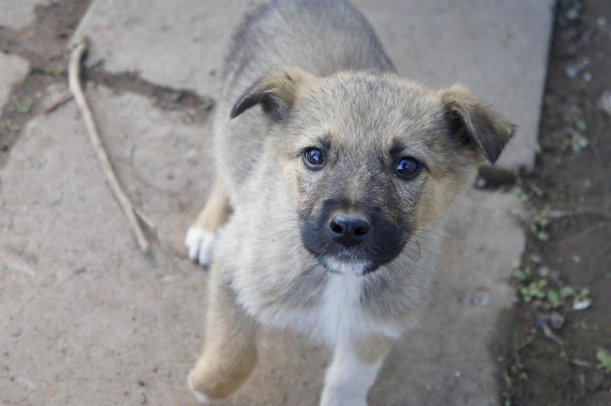 Горно Африканский двортерьер