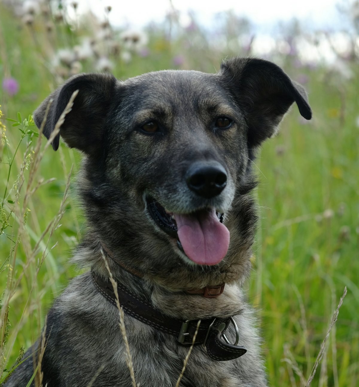 Дворняжка собака