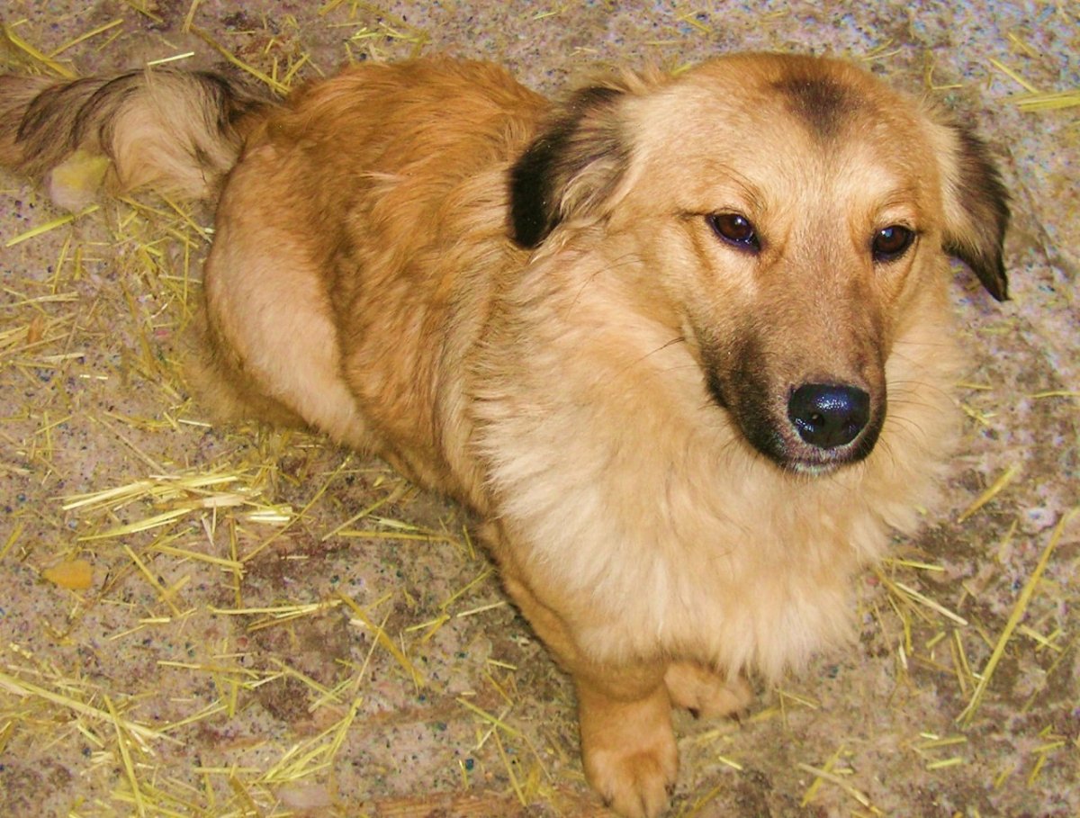 Собака дворняжка маленькая