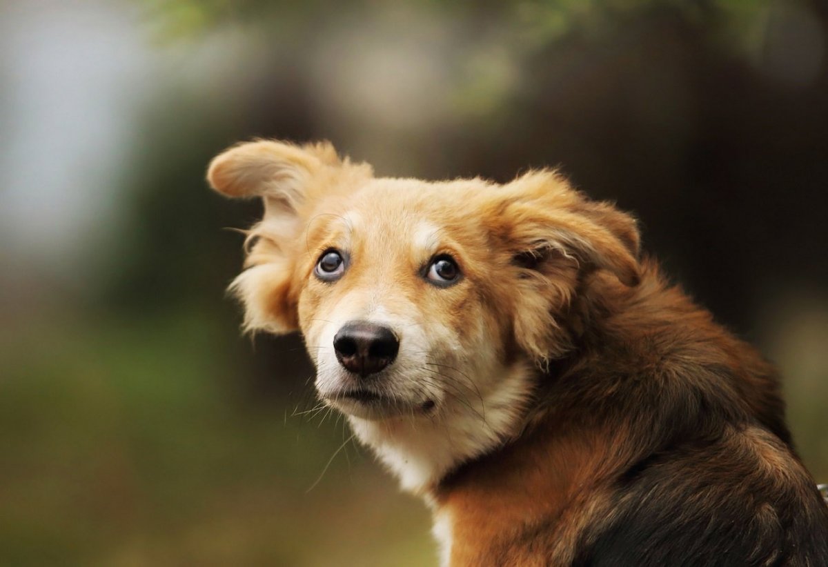 Счастливая дворняжка