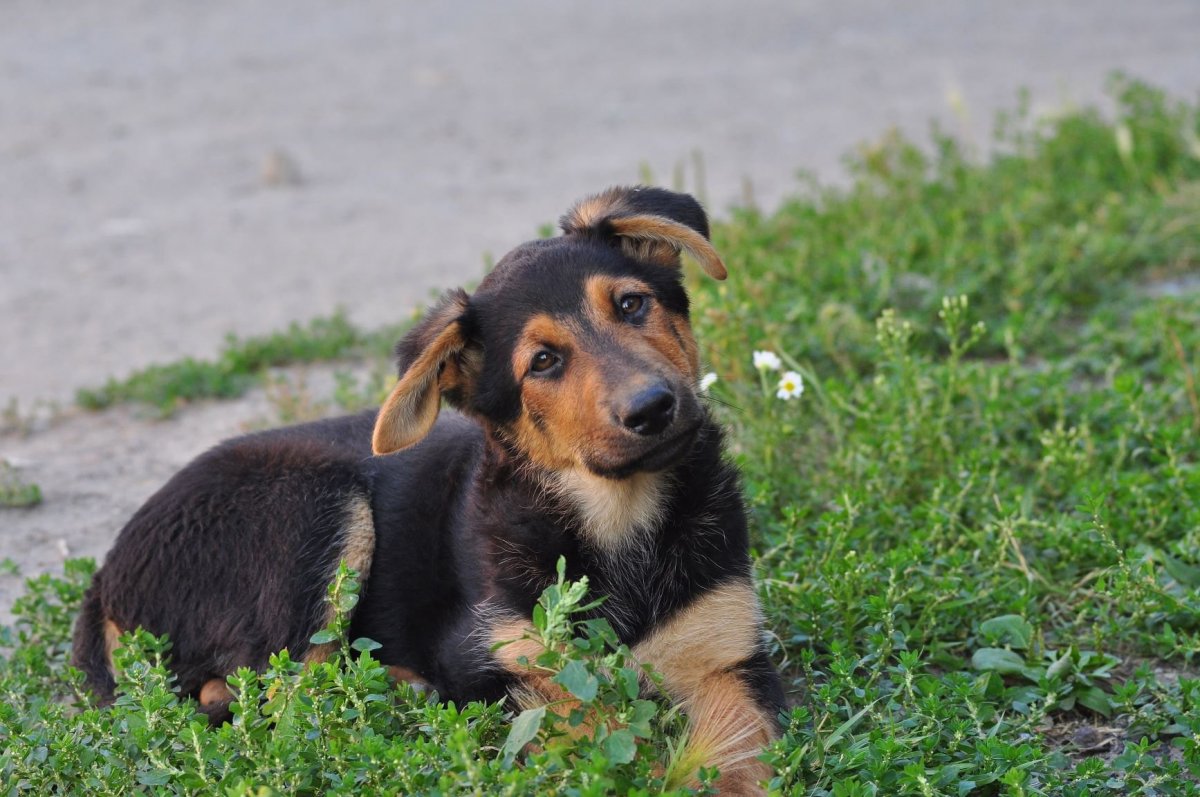 Двортерьер от