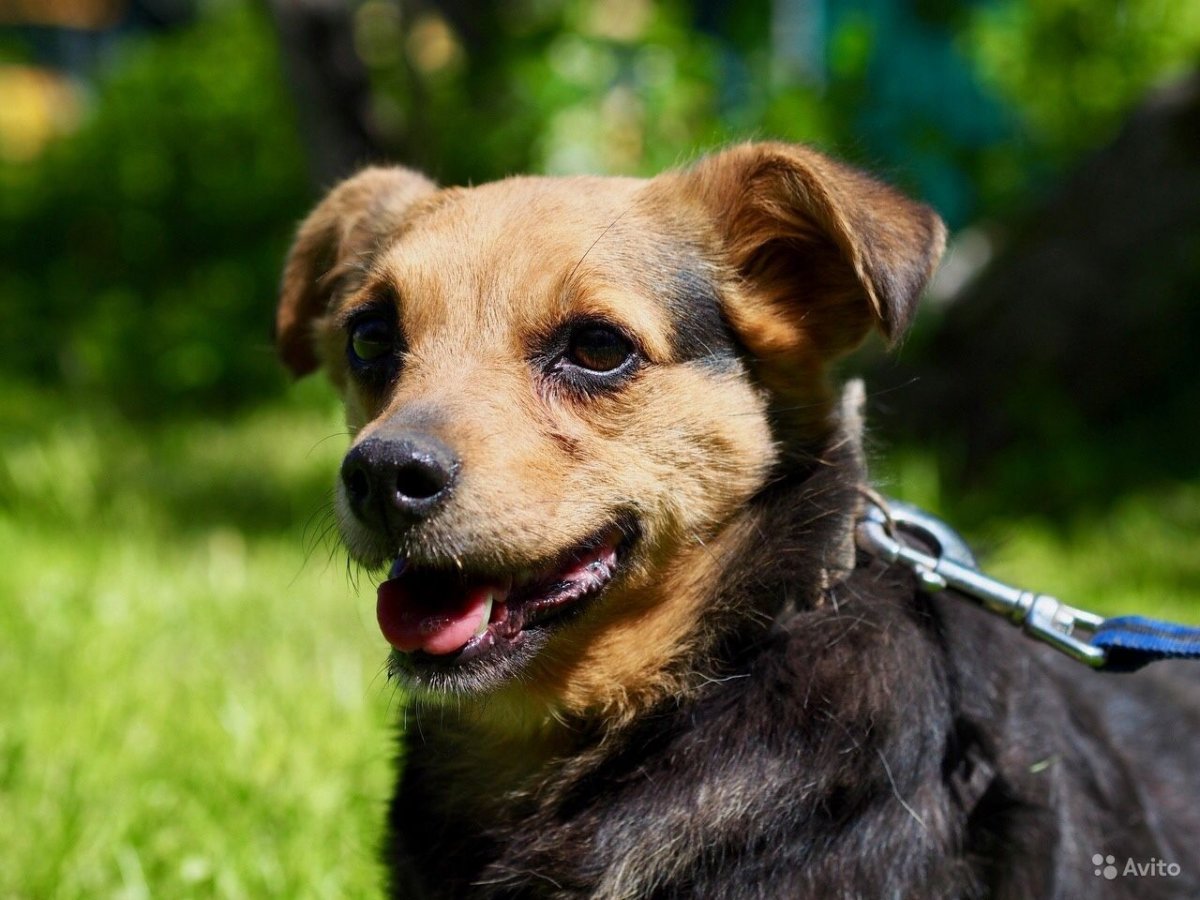 Двортерьер собака маленькая порода