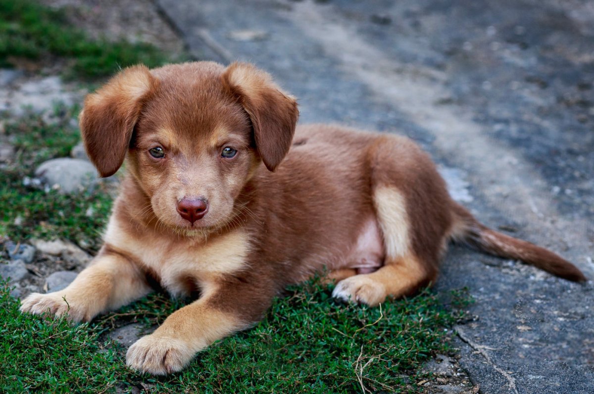 Красивые щенки