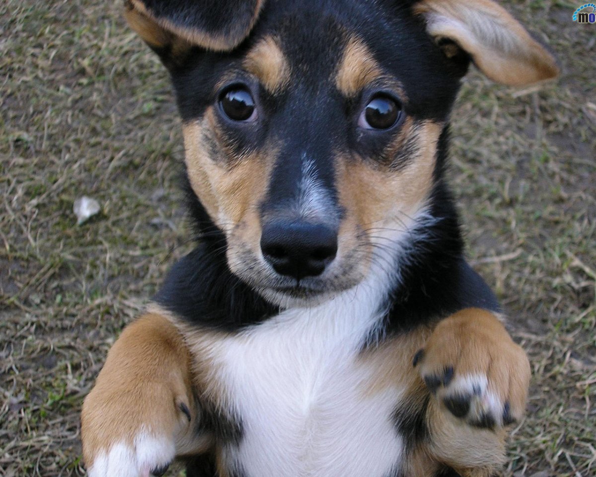 Трехцветная дворняга