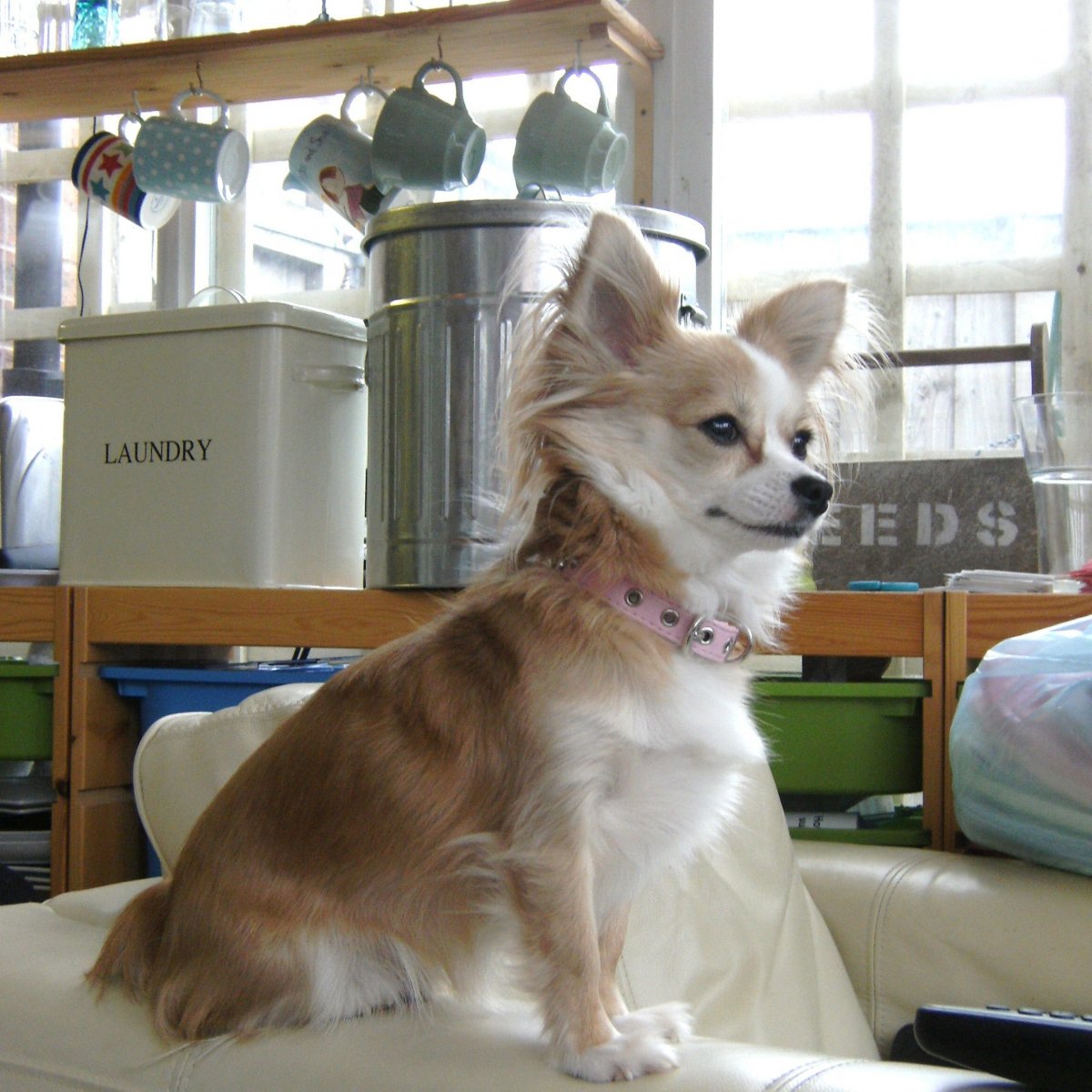 Грумер для чихуахуа