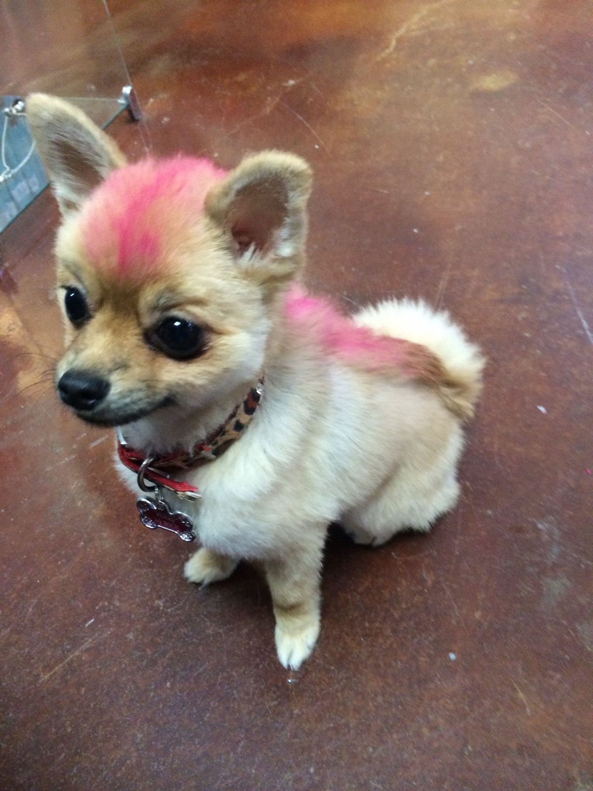 Померанский чихуахуа