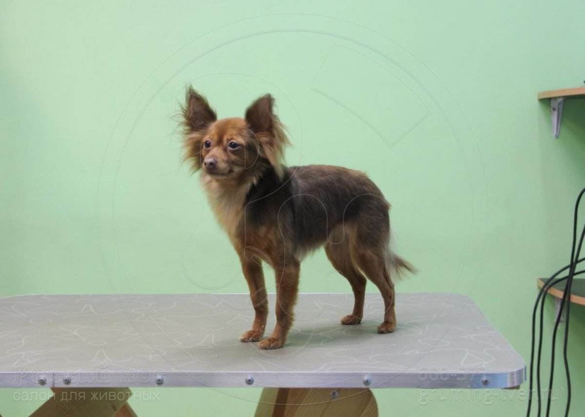 Стрижка той терьера длинношерстного