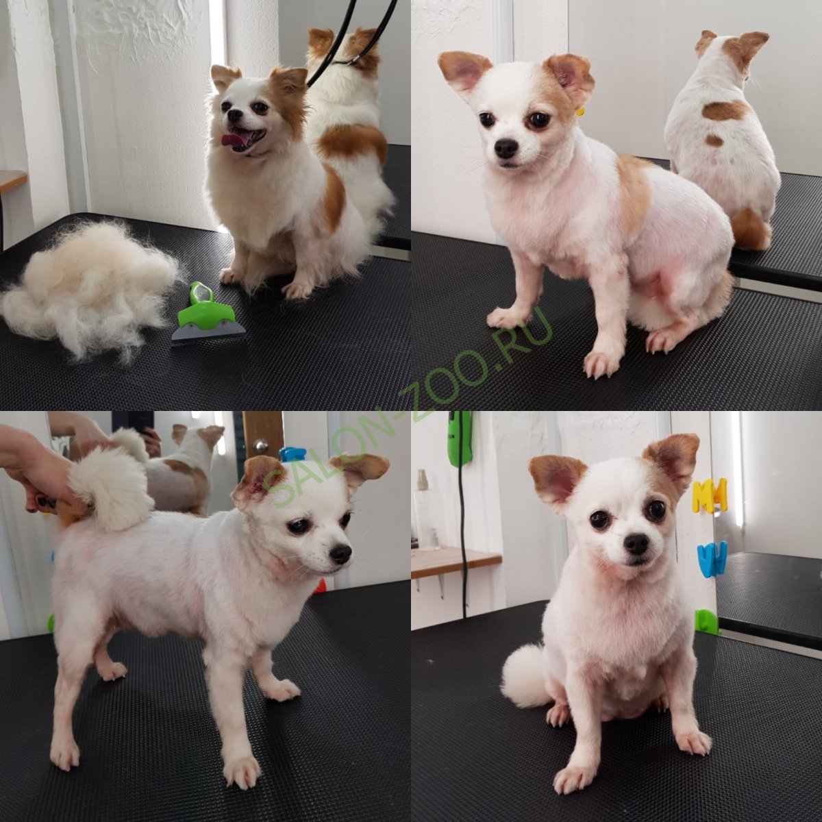 Стрижка чихуахуа короткошерстных