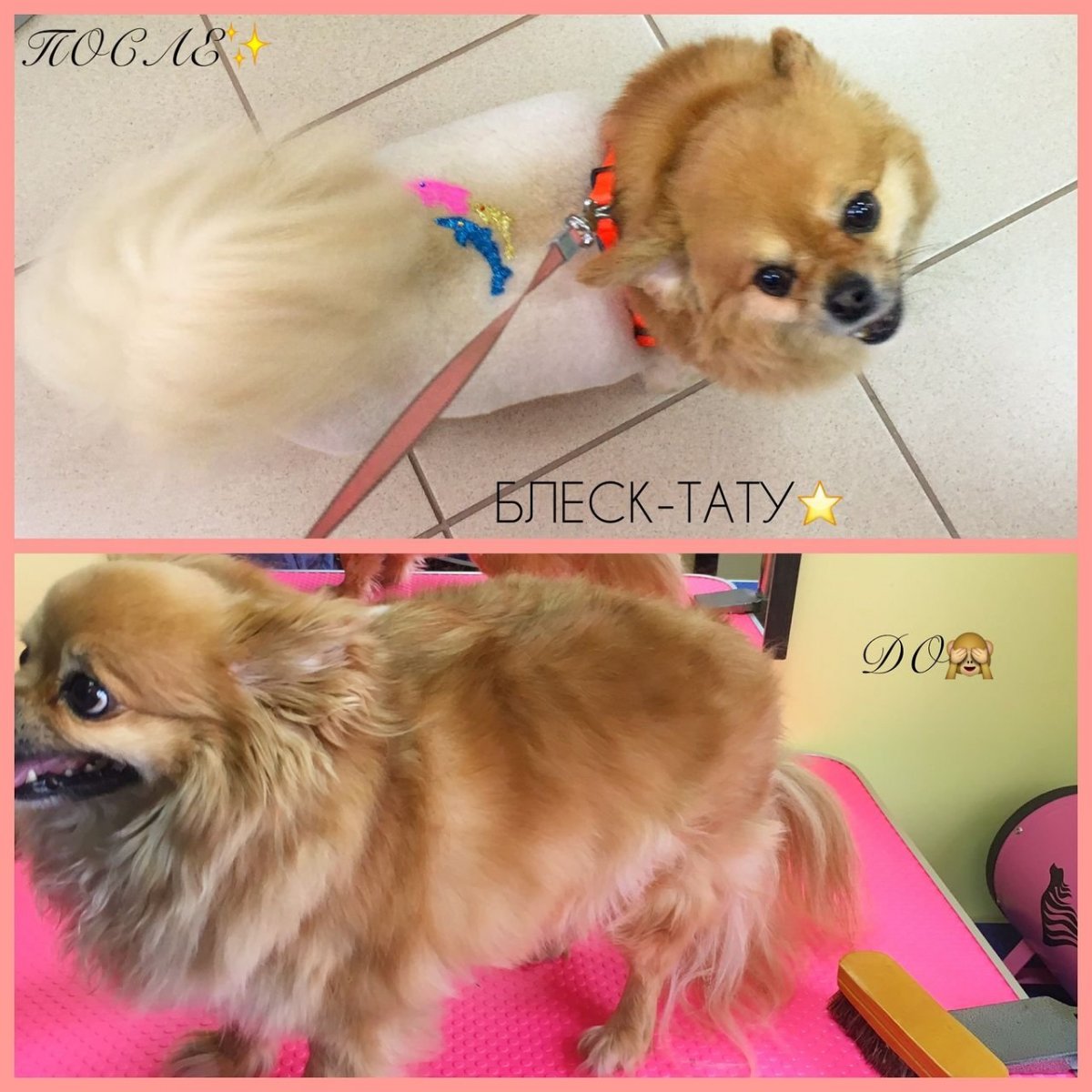 Стрижка длинношерстного чихуахуа до и после