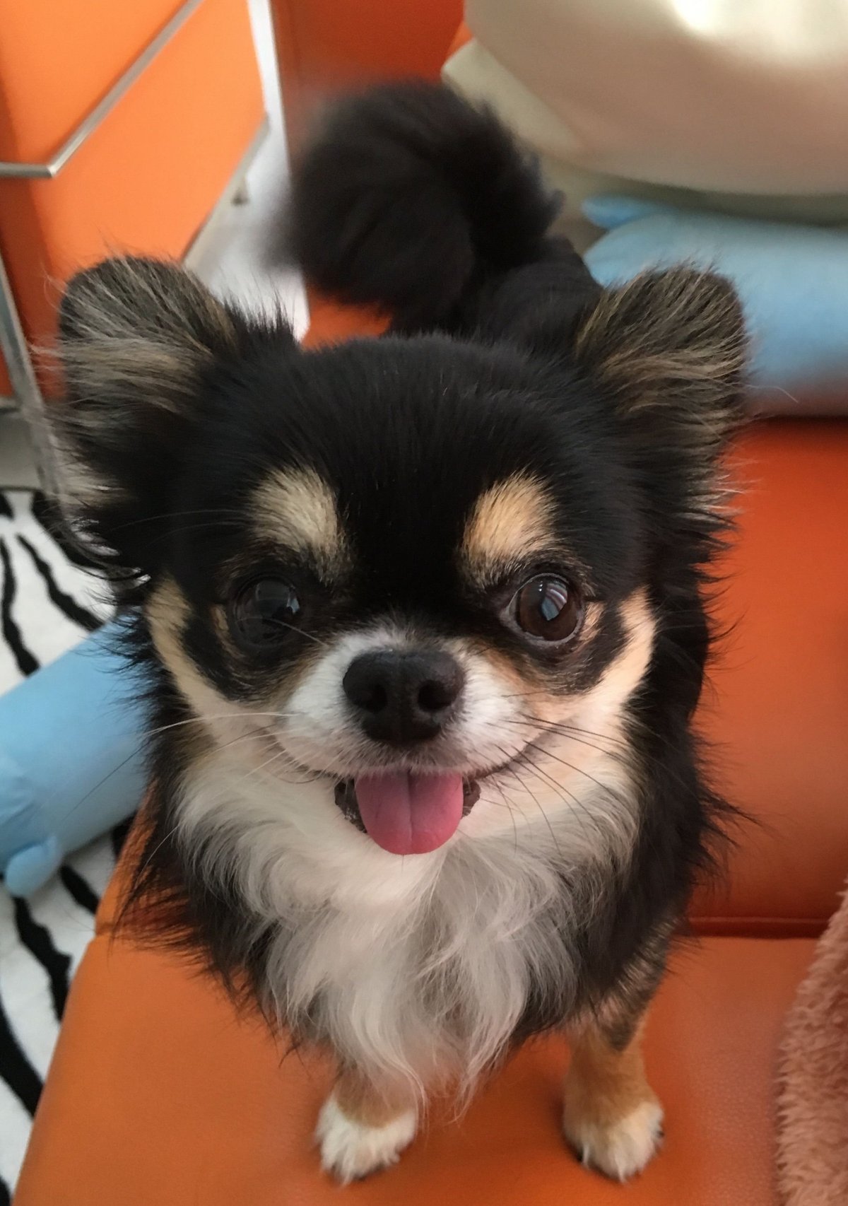 Чихуахуа окрас Панда длинношерстный