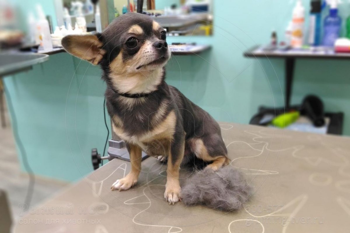 Груминг чихуахуа короткошерстных