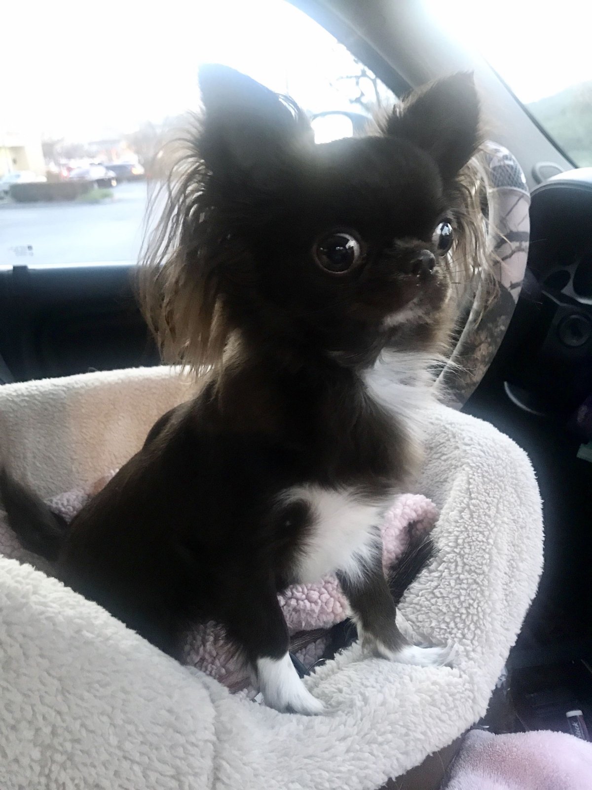 Карликовая чихуахуа обстриженная