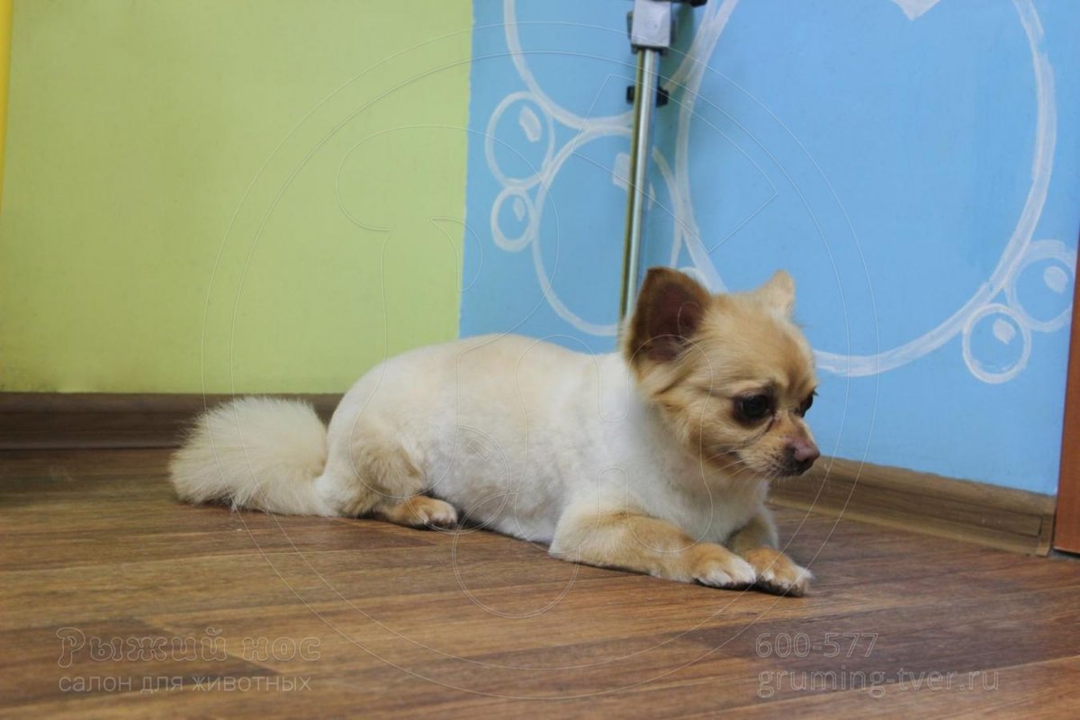 Чихуахуа стрижка под машинку