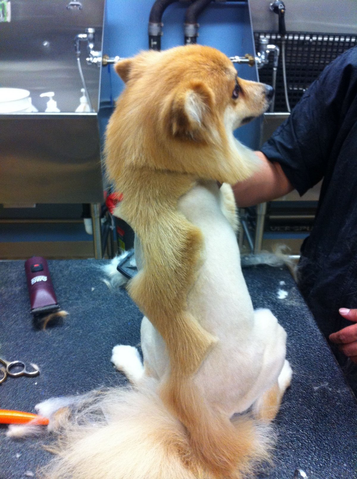 Чихуахуа фото длинношерстные стричь ногти и волосы