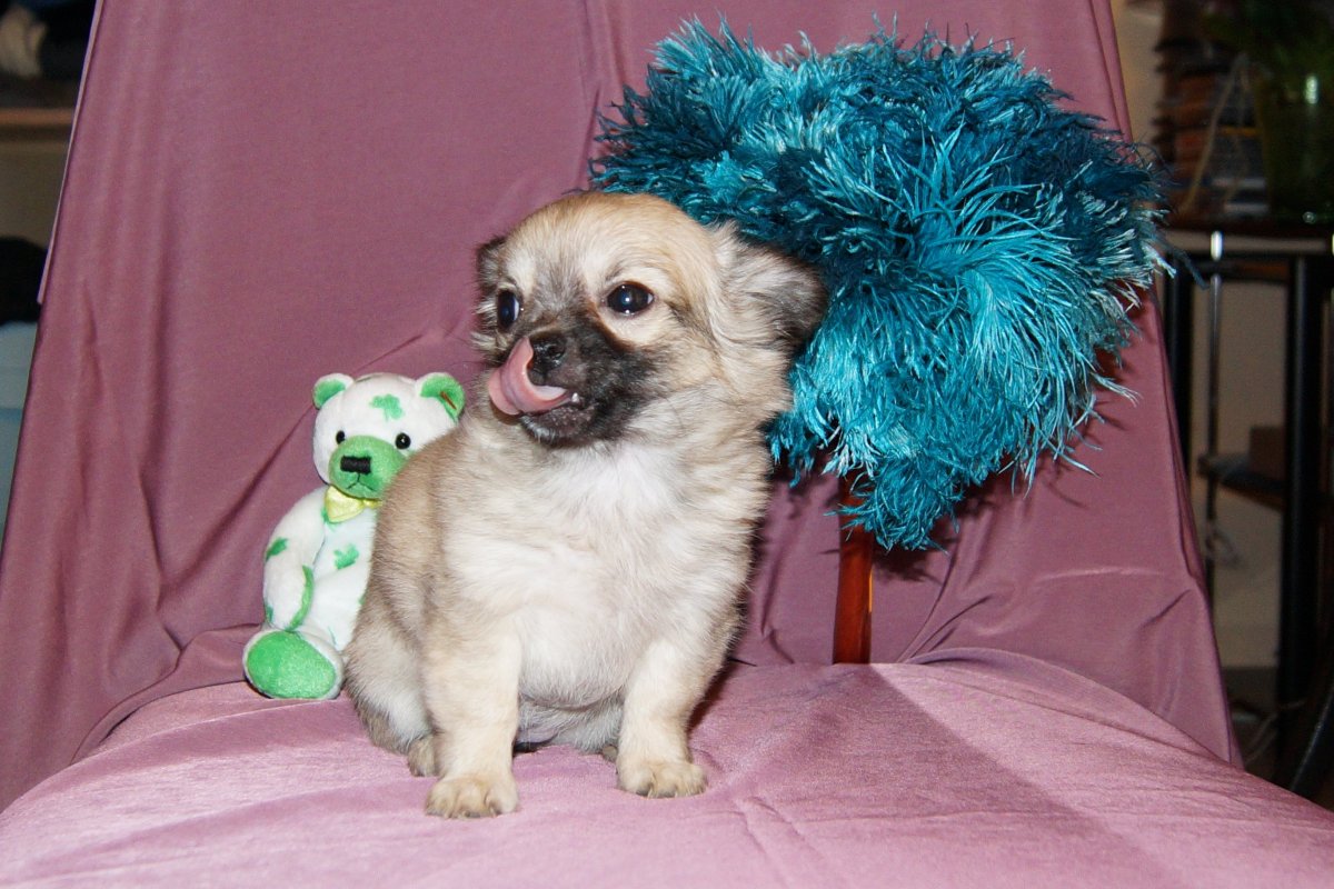 Груминг чихуахуа длинношерстных