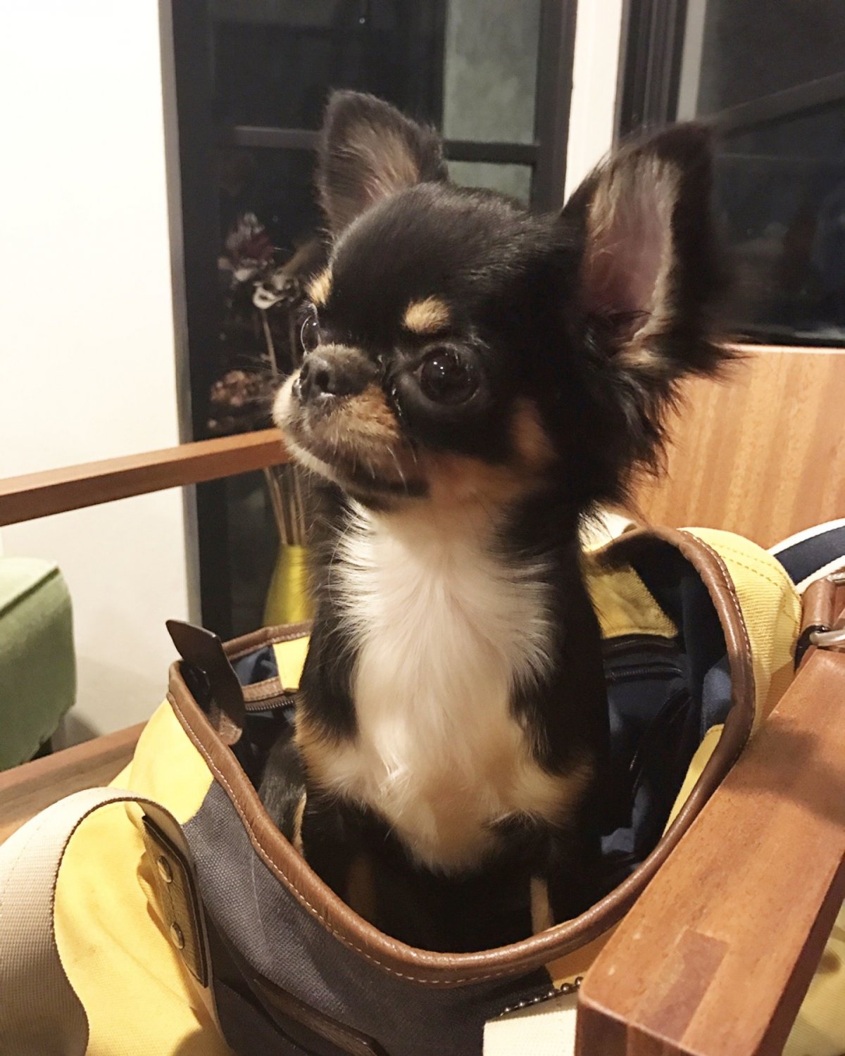 Грумминг чихуахуа