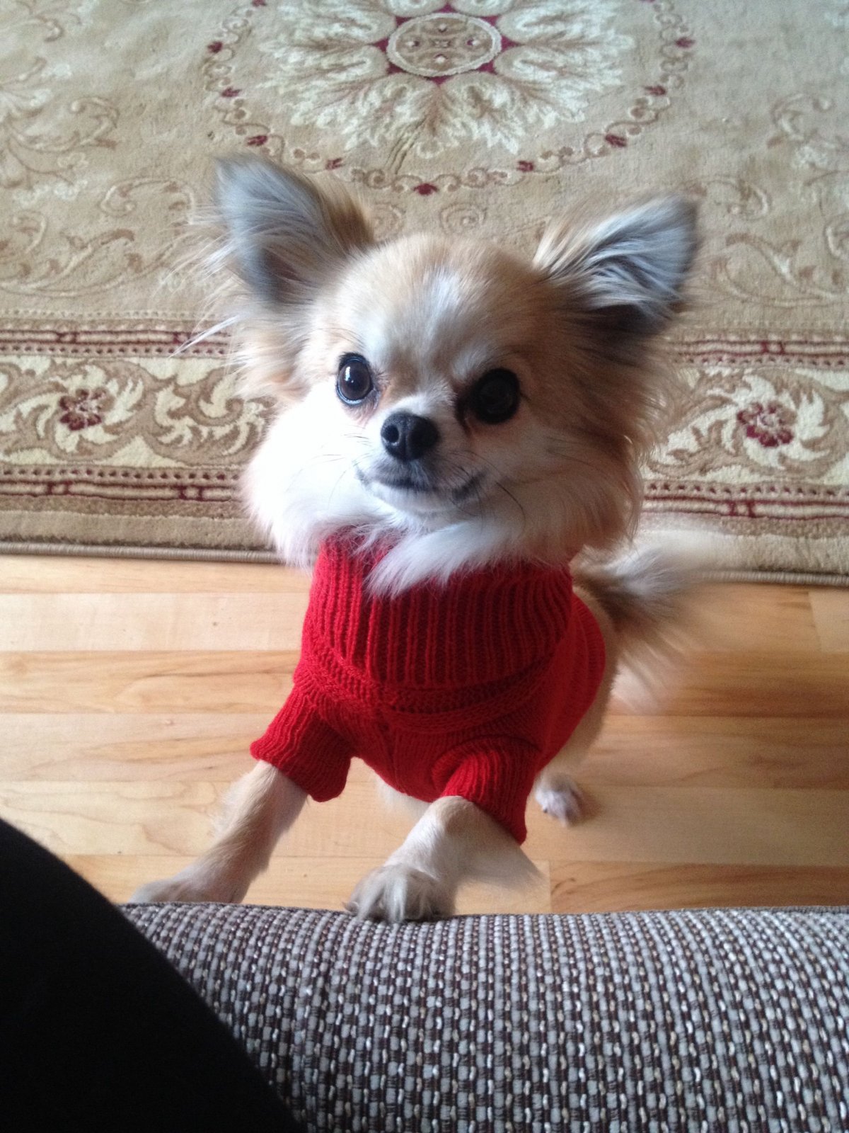 Чихуахуа мини длинношерстные стрижка