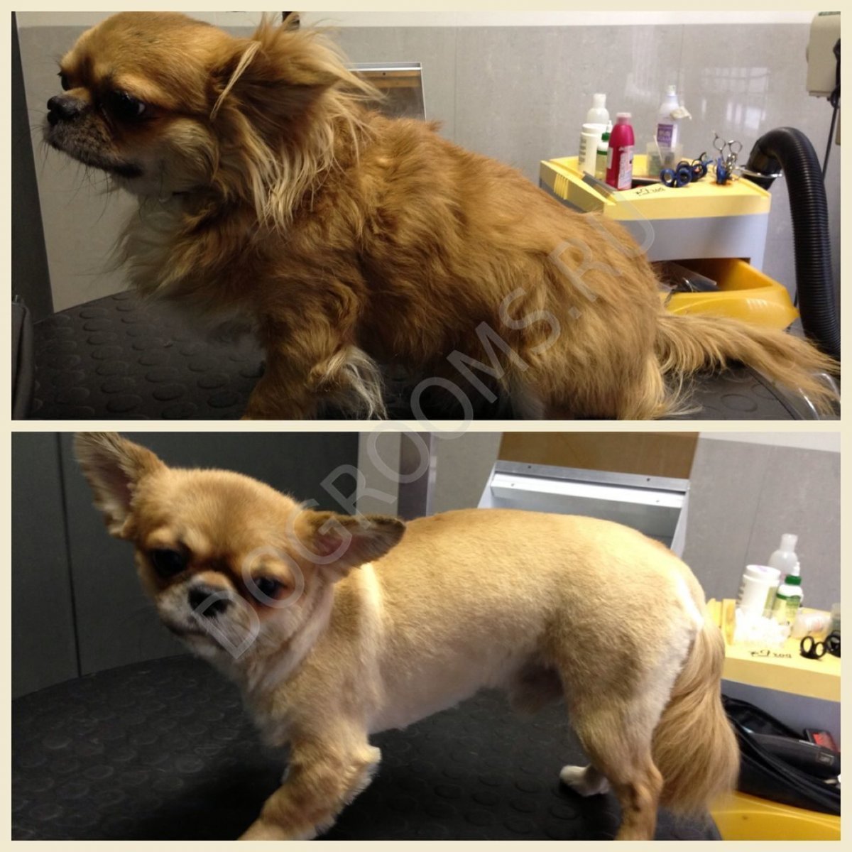 Стрижка чихуахуа длинношерстного