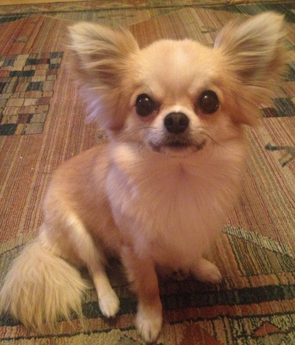 Стрижка чихуахуа длинношерстного