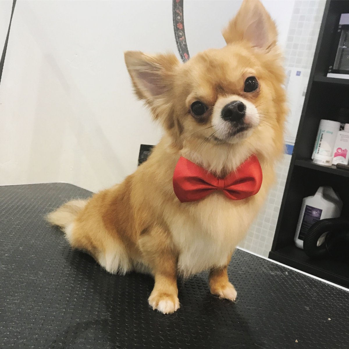 Груминг чихуахуа длинношерстных