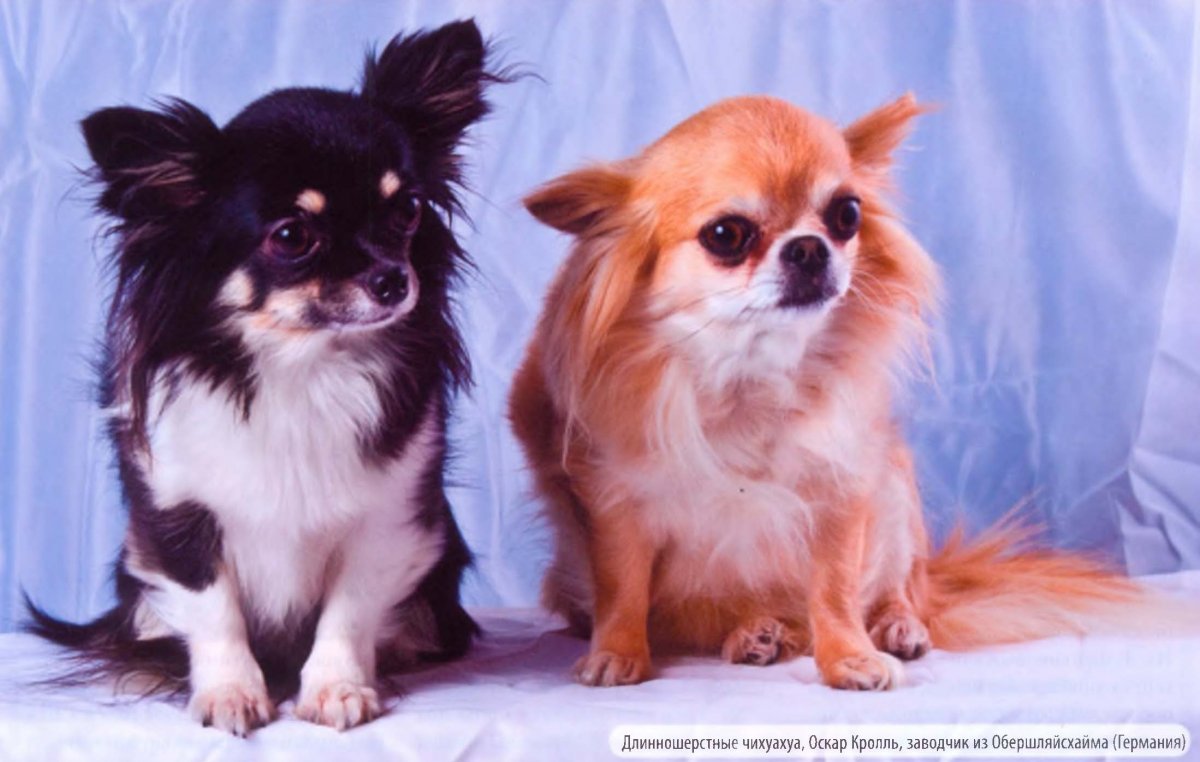 Чихуахуа мини длинношерстные