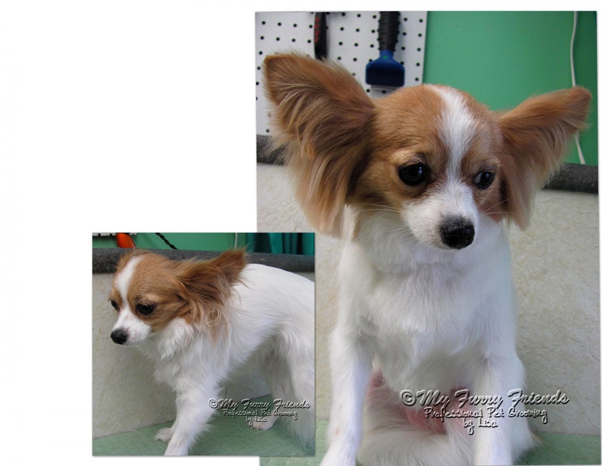 Груминг длинношерстного чихуахуа Pet Grooming