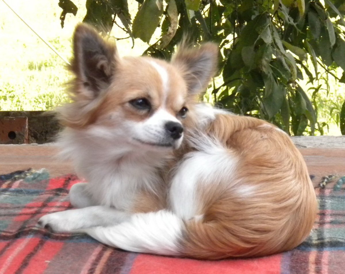 Хвост у длинношерстного чихуа