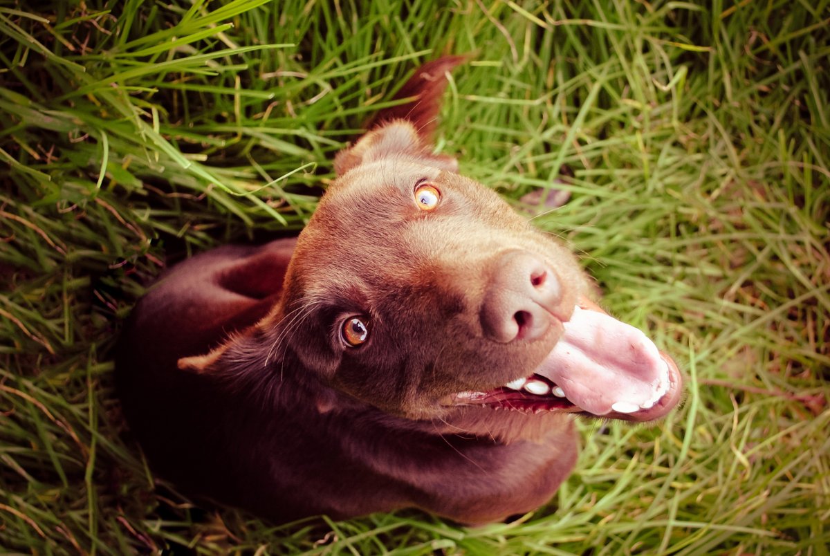 Собака и кабанчик