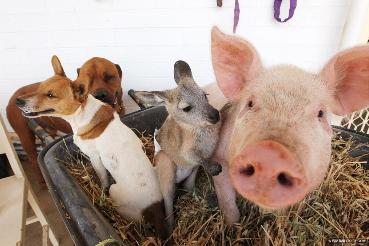 Домашняя свинья